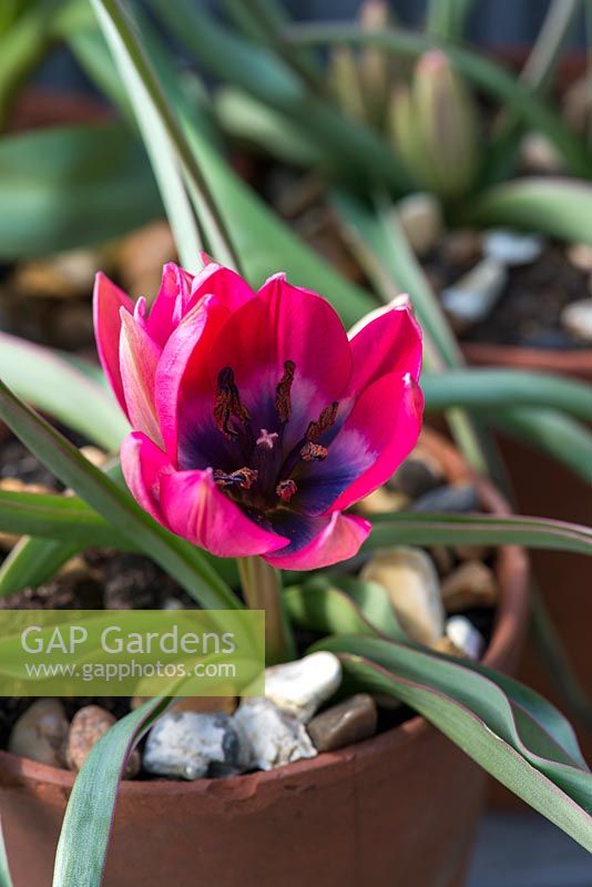 Un pot en terre cuite planté de Tulipa hageri 'Little Beauty '.
