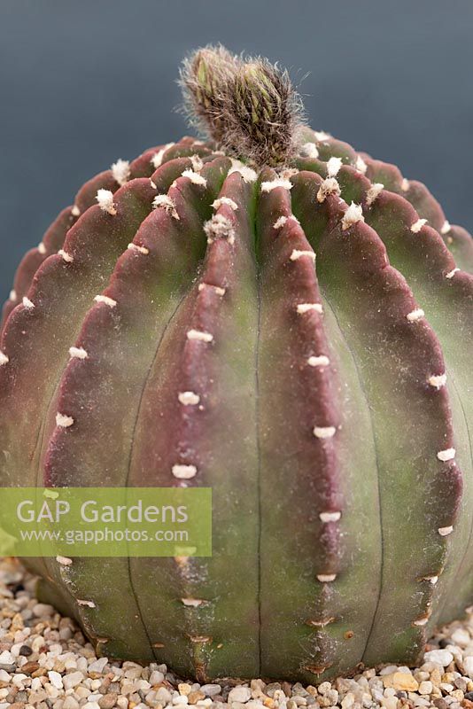 Echinopsis 'Snowstorm' - Cactus Hérisson