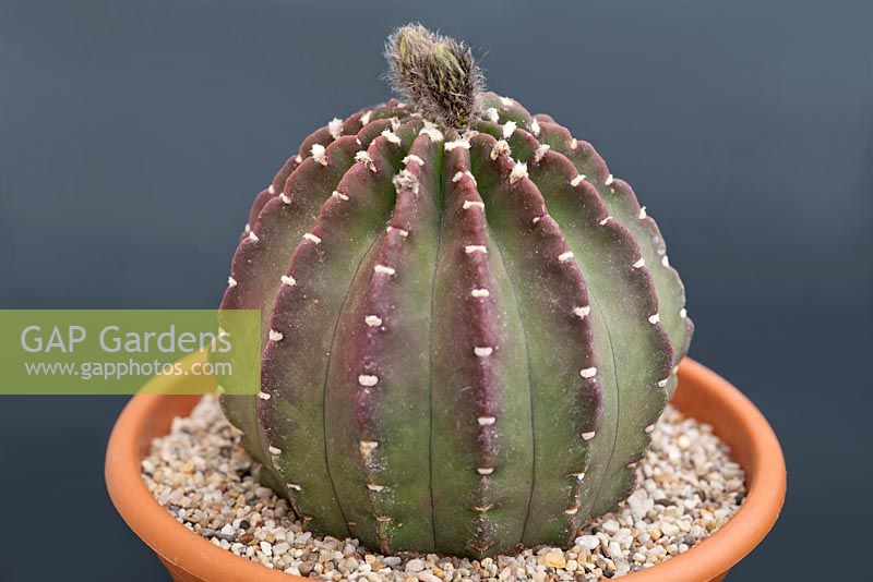 Echinopsis 'Snowstorm' - Cactus Hérisson
