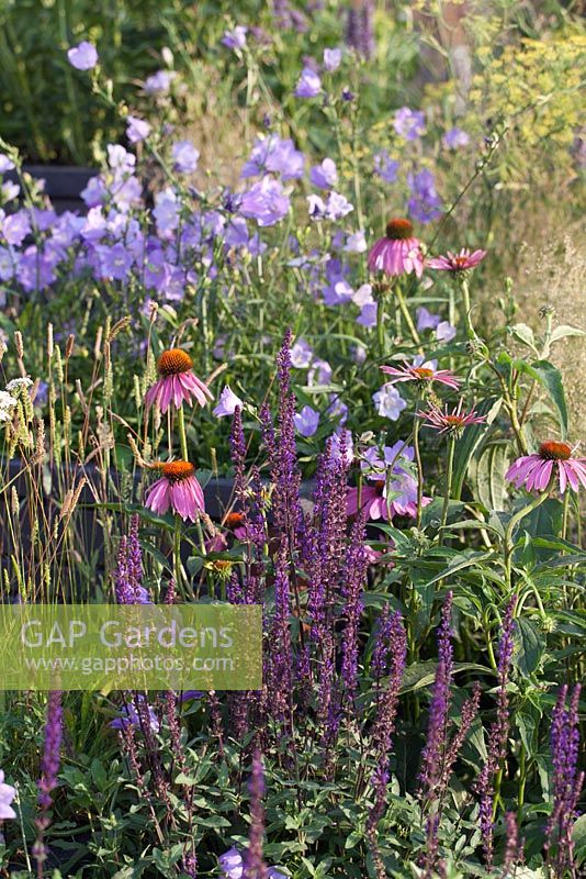 Campanula persicifolia, Echinacea purpurea et Salvia 'Caradonna' en parterre de fleurs - juillet, Tatton Park RHS Flower Show 2014
