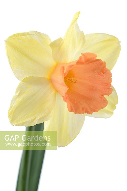 Narcisse 'Chatouillé Pinkeen '. Jonquille Div. 2 Large-cuped. Les pétales du périanthe passent du jaune au blanc à mesure que la fleur vieillit. Avril