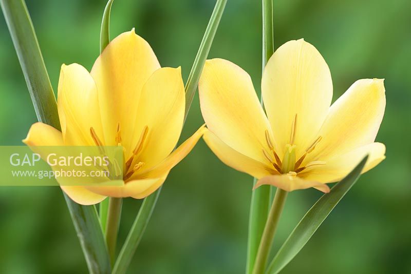 Tulipa linifolia - Tulipe 'Bright Gem' du groupe Batalinii. Divers tulipe Syn. Tulipa batalinii 'Bright Gem' mai
