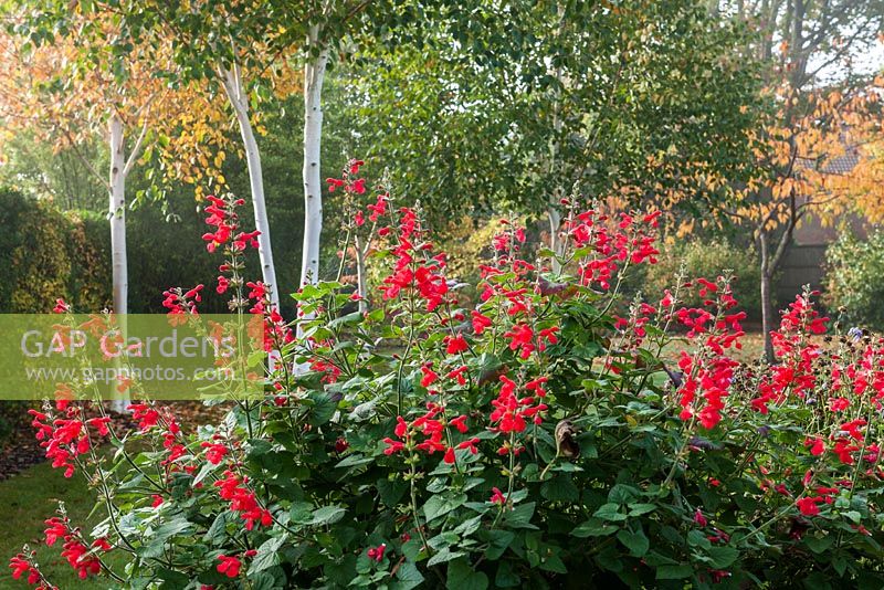 Salvia roemeriana - sauge naine à fleurs cramoisies avec Betula utilis var. jacquemontii 'Doorenbos' - bouleau de l'Himalaya