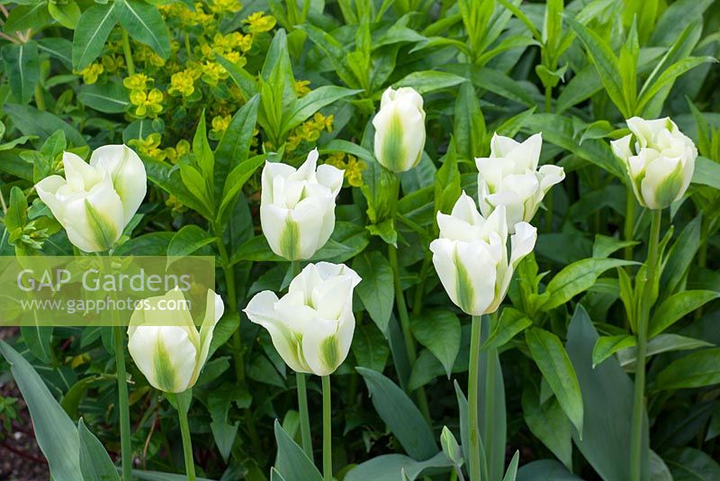 Tulipa 'Spring Green' et Euphorbia oblongata