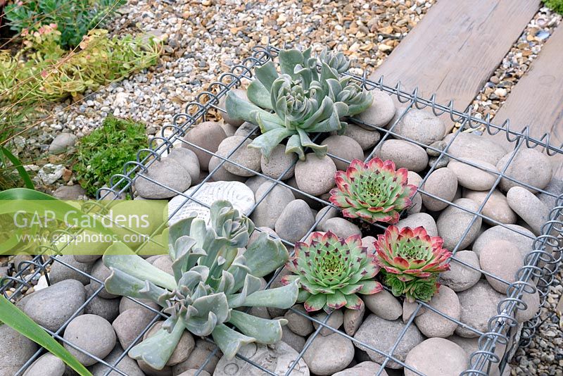 Jardin d'huîtres de Beachscape. Panier en gabion rempli de galets avec sempervivums. Concepteurs: Sarah Morgan. RHS Hampton Court Palace Flower Show 2016