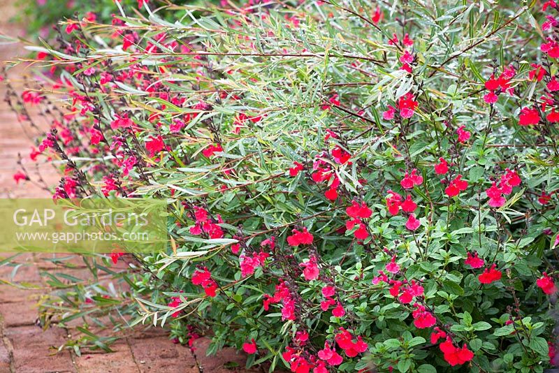 Salvia 'Jezebel' avec Salix purpurea 'Nancy Saunders' - Saule Osier Violet