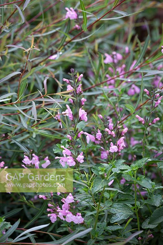 Salvia jamensis 'Peter Vidgeon' avec Salix purpurea 'Nancy Saunders' - Saule Osier Violet