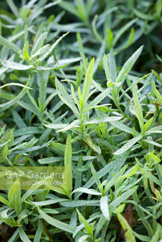 Artemisia dracunculus - estragon français