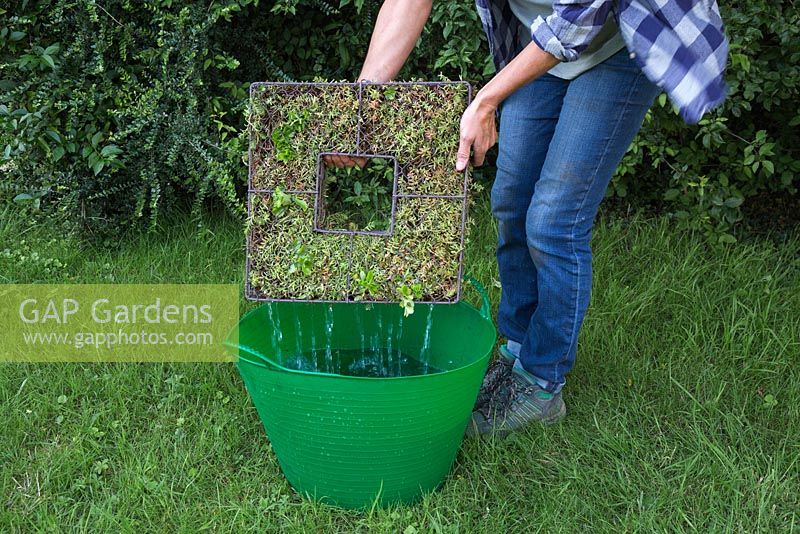 Immergez le cadre métallique contenant des plantes succulentes dans l'eau pour leur donner un bon trempage - créant un cadre métallique succulent