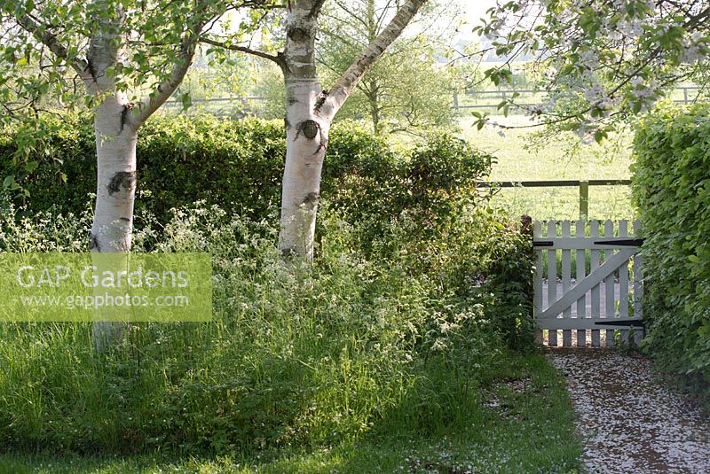 Betula utilis var jacquemontii - bouleaux verruqueux sous-plantés d'Anthriscus sylvestris - persil de vache avec chemin et portail à la lumière du petit matin - Gowan Cottage en mai.