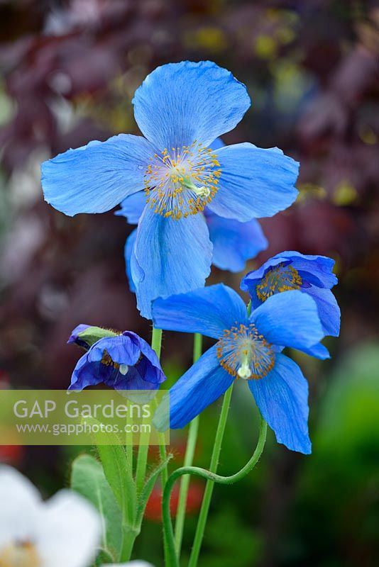 Meconopsis 'Lingholm'