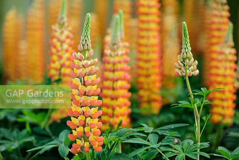 Lupinus 'Gladiateur'