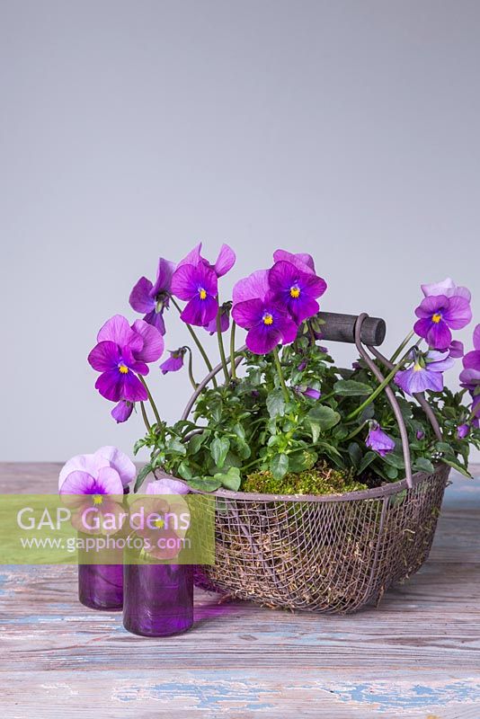 Corbeille en fil de violes plantée en mousse et aussi en vases en verre violet