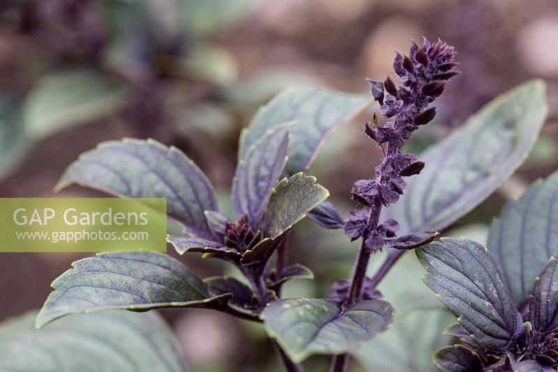 Ocimum basilicum X O. kilimandscharicum - Basilic bleu africain