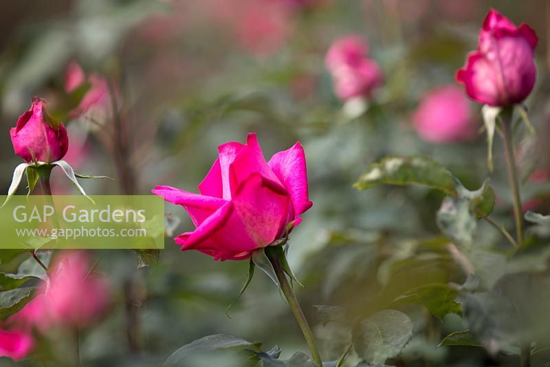 Rosa 'Buxom Beauty', Rosebie Morton, ferme de fleurs, Hampshire