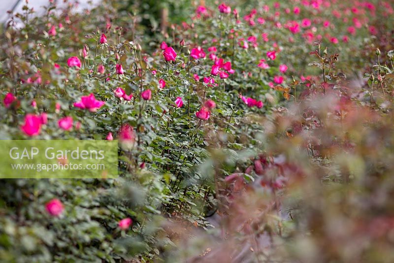 Rose 'Buxom Beauty', Rosebie Morton, ferme de fleurs, Hampshire