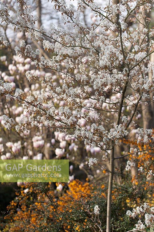 Amelanchier lamarckii - Serviceberry européenne - avril
