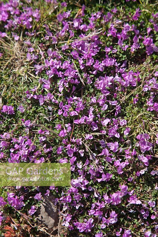 Trifolium acaule - Trèfle sans tige