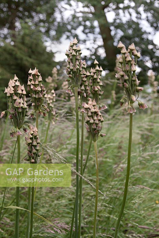 Seedheads de Nectaroscordum siculum bulgaricum, syn. Allium bulgaricum - juin