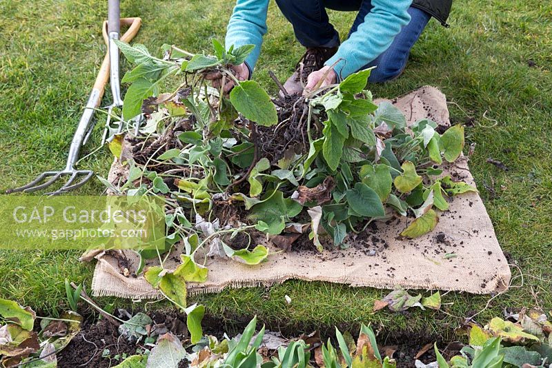 Séparez soigneusement la touffe de Phlomis russeliana protégeant l'intégrité de la racine