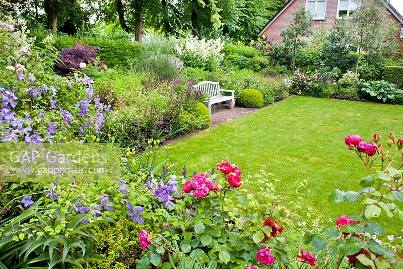 Parterres d'été entourant la pelouse avec banc en bois. Clématite 'Emilia Plater', Rosa 'Cornelia' et Rosa 'Red Leonardo da Vinci '. Sarina meijer garden