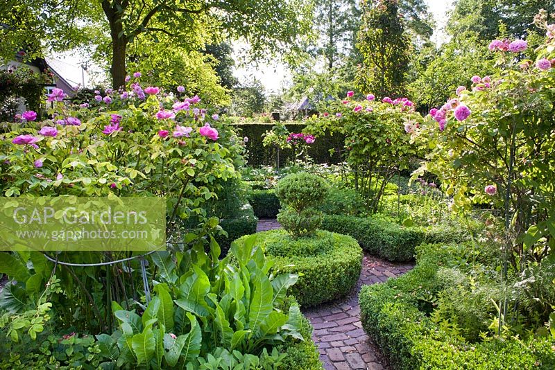 Jardin de roses avec parterre Sbox. 'Rosa gallica' Officinalis ' 'Rose., Rosa gallica' President de Seze '. Jardin Sarina Meijer