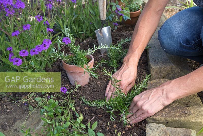 Planter des boutures de romarin rampantes dans un parterre de jardin