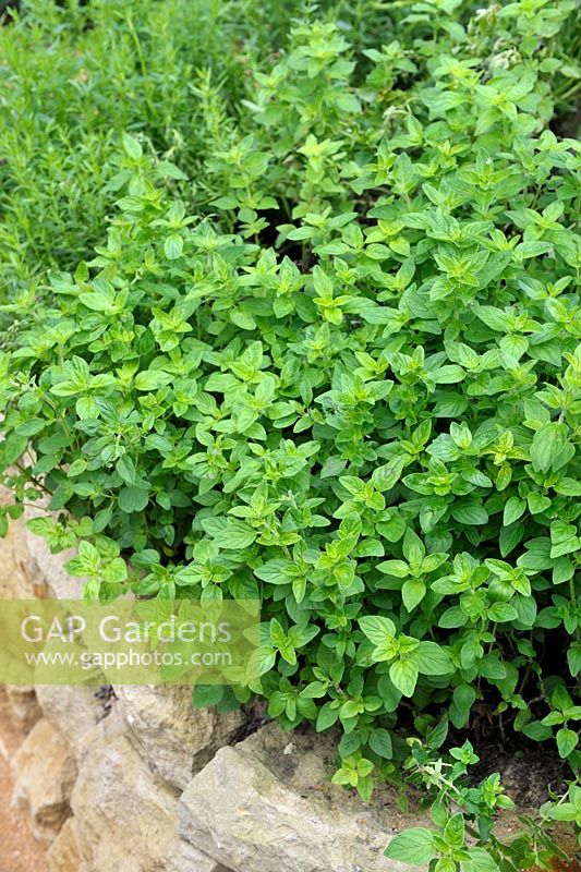 Origanum vulgare - Origan en spirale d'herbes