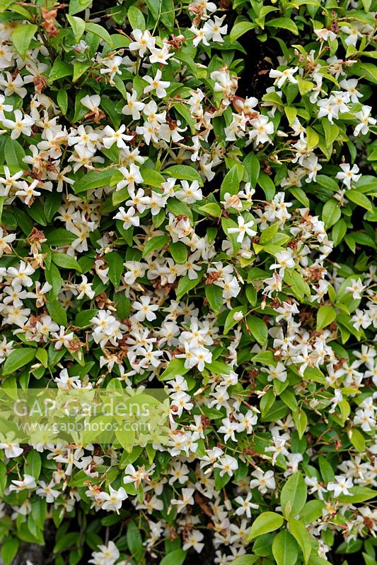 Trachelospermum jasminoides - Jasmin étoilé