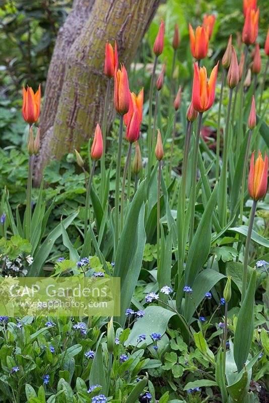 Acer rufinerve sous-planté de Tulipa 'Ballerina' et Myosotis 'Victoria Azure Blue' Victoria Series