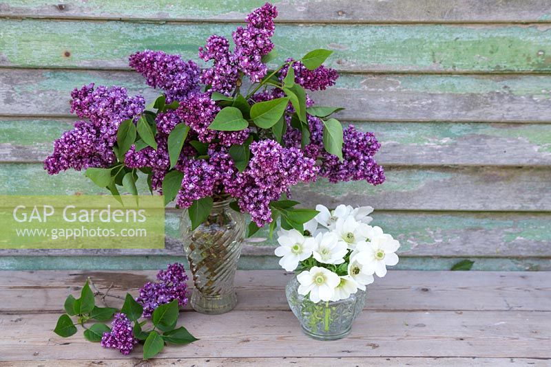 Syringa vulgaris et Anemone coronaria 'The Bride' dans des vases