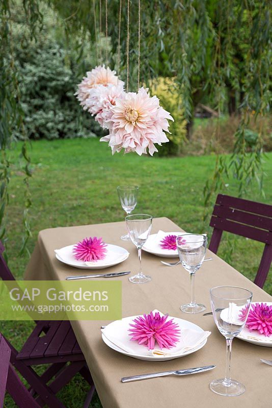Têtes de fleurs coupées de Dahlia 'Cafe au Lait' suspendues dans un jardin, avec Dahlia 'Orfeo' sur des assiettes