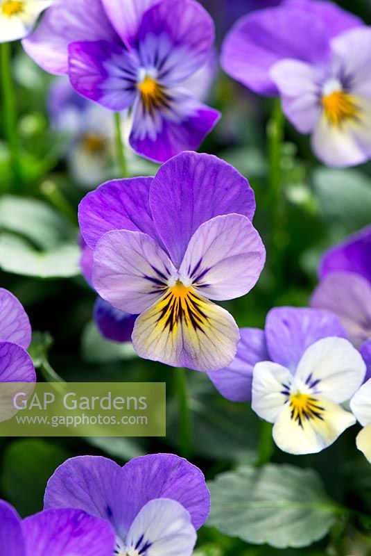 Viola cornuta 'Endurio Lavender'