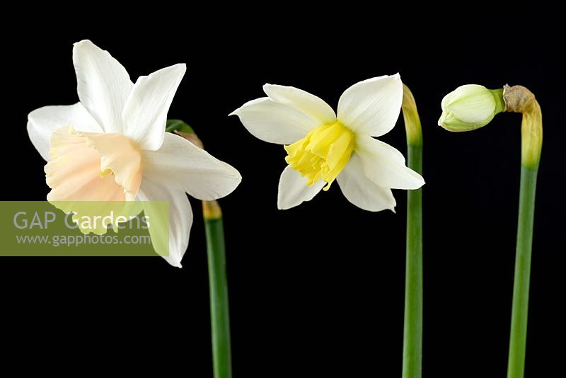 Narcisse 'Katie Heath' - Jonquille Div. 5 Triandrus. Fleurs et bourgeons à différents stades de croissance montrant un changement de couleur de la trompette à mesure que la fleur vieillit