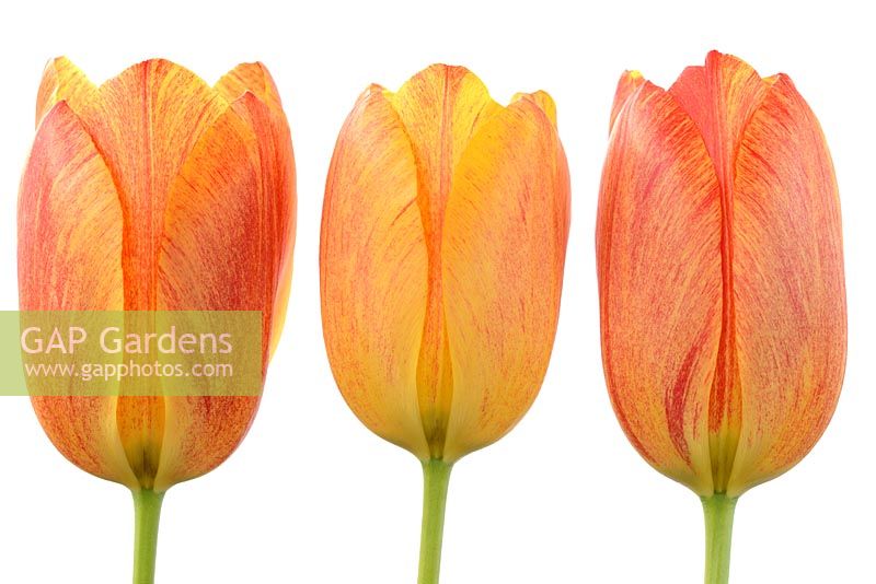 Tulipa 'Rhapsody of Smiles' - Single Late Group. Chaque fleur est un mélange variable de jaunes et de rouges avec des flammes, des rougeurs et des rayures
