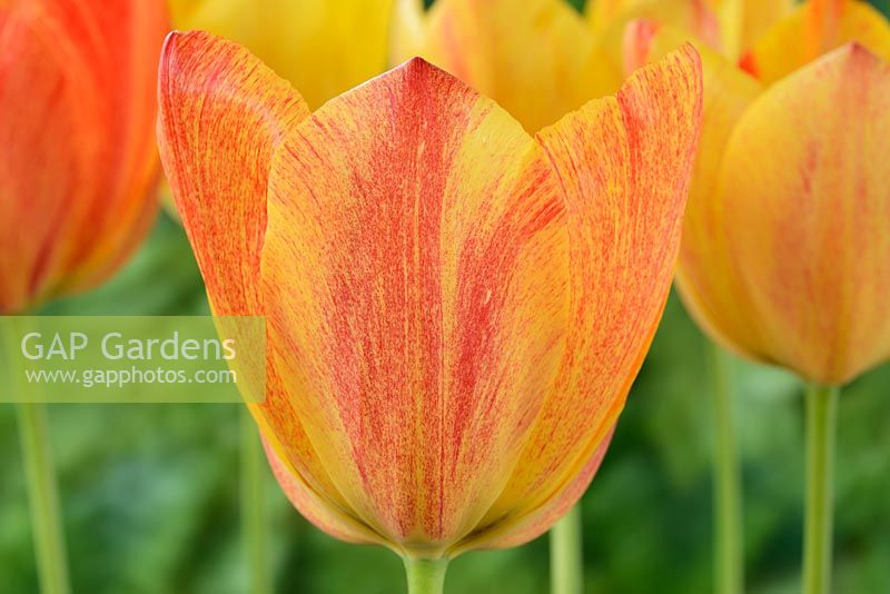 Tulipa 'Rhapsody of Smiles' - Single Late Group. Chaque fleur est un mélange variable de jaunes et de rouges avec des flammes, des rougeurs et des rayures
