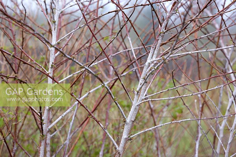 Rubus thibetanus en mars.