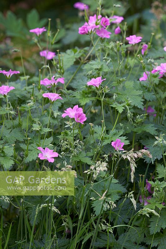 Geranium endressii avec de l'herbe qui va semer.