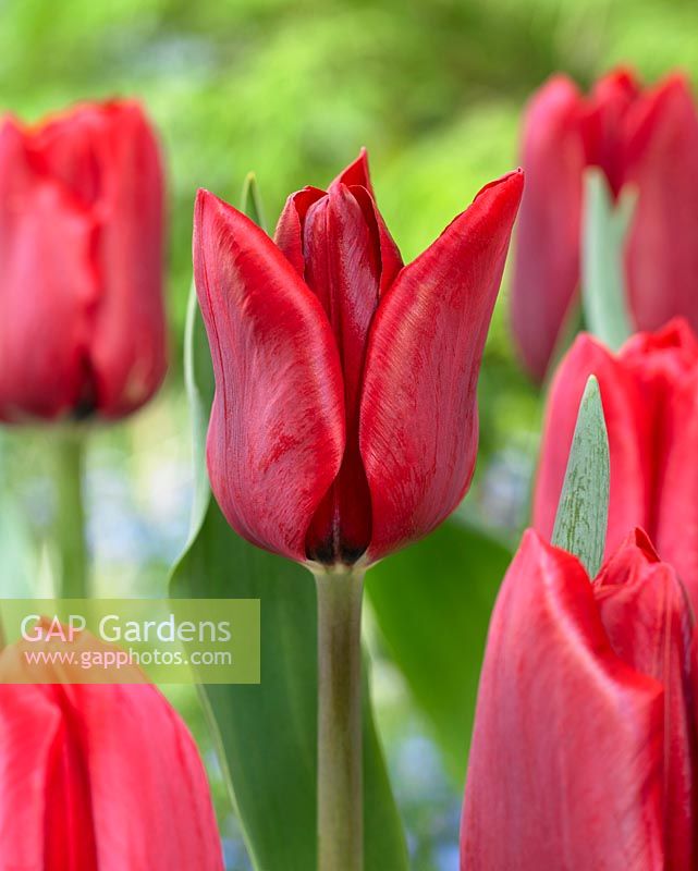 Tulipa 'Décennie'
