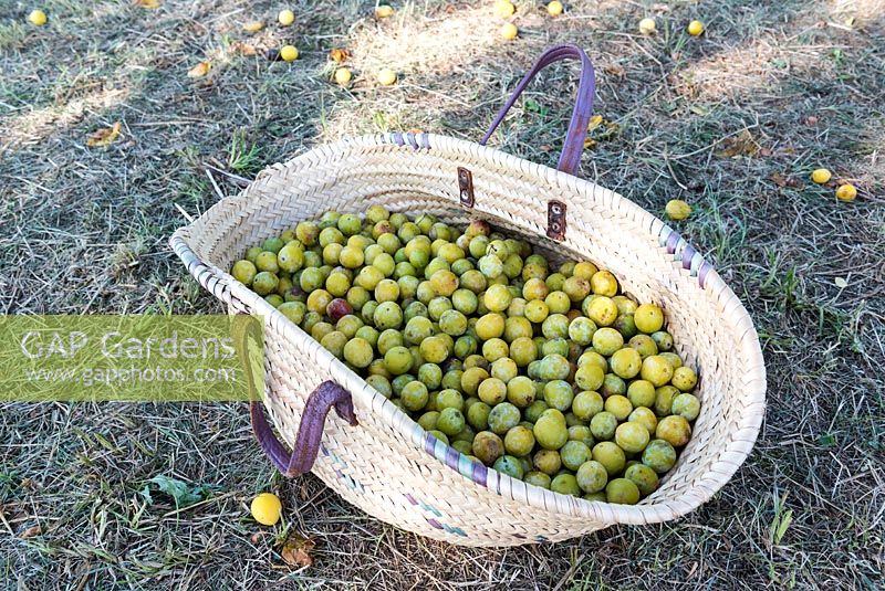 Prunus-Récolte de mirabelles dans un panier en osier - France, Lorraine, Eté