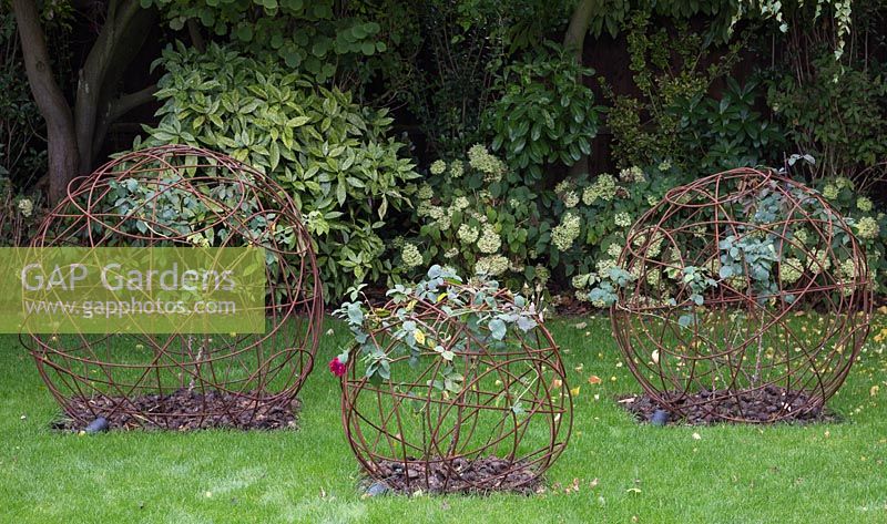 Sculptures circulaires rouillées plantées de roses et de fumier frais