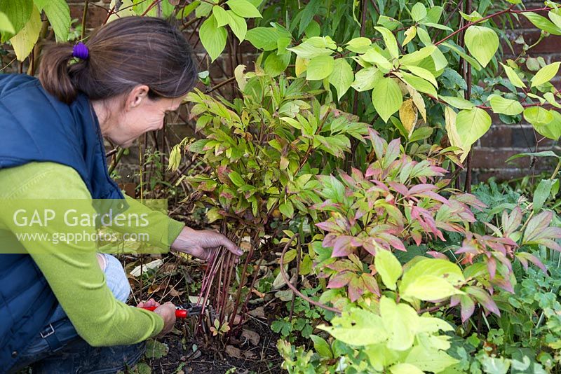 Couper le Paeonia 'Wol's Red Seedling' au niveau du sol