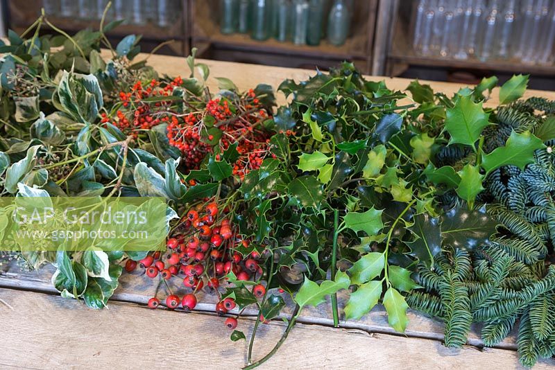 Ingrédients pour une couronne de Noël traditionnelle. Eucalyptus gunnii, cynorhodons Rosa 'Bonica', lierre panaché, Ilex aquifolium, Cotoneaster lacteus et Pinus nobilis.