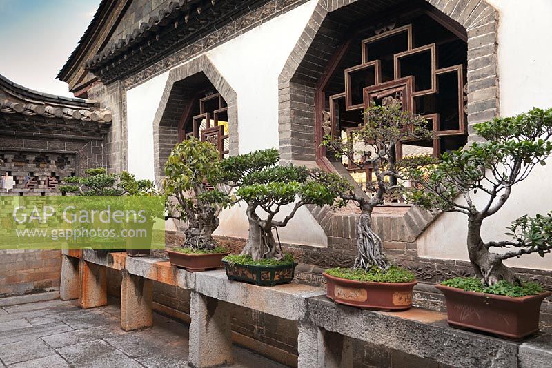Rangée de bonsaïs en pots sur une table en pierre dans le jardin de la cour - Jardin de la famille Zhu, Jianshui Ancient Town, Chine