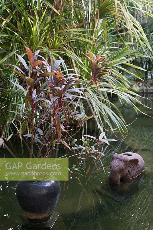Éléphants de pierre et Cordyline fruticosa en pot dans une piscine tropicale - Myanmar