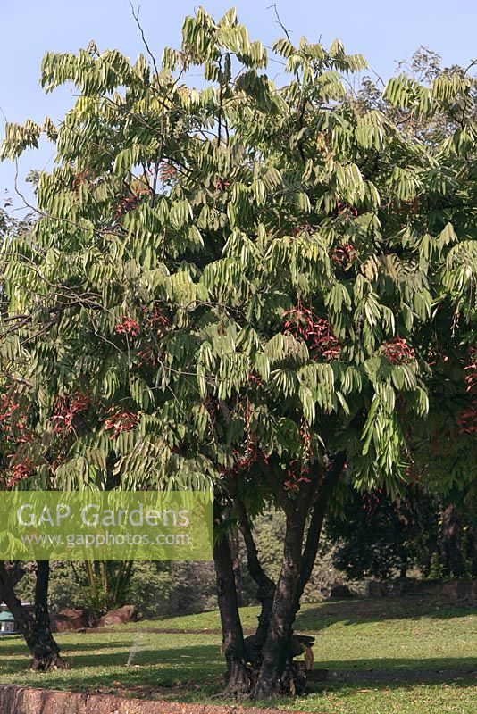 Amherstia nobilis - Arbre de la fierté de la Birmanie - Myanmar