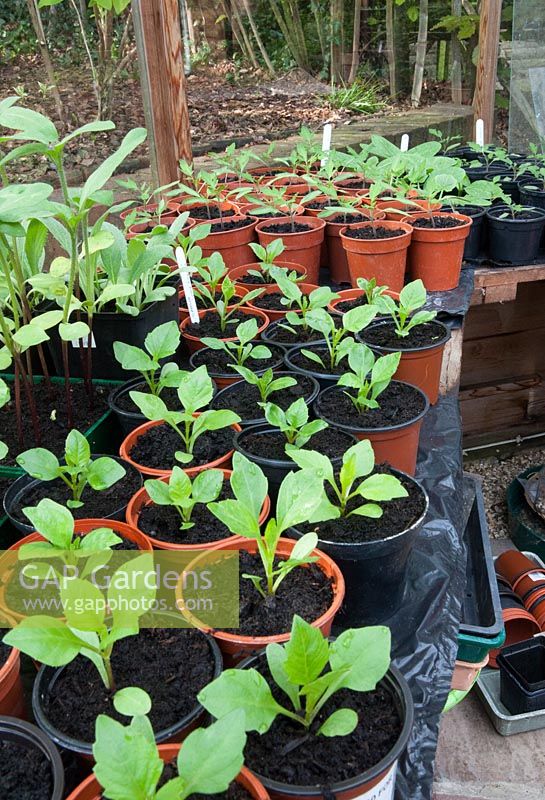 Pots sur banc de serre chauffée: Dahlias 'Sunny Reggae', diverses tomates