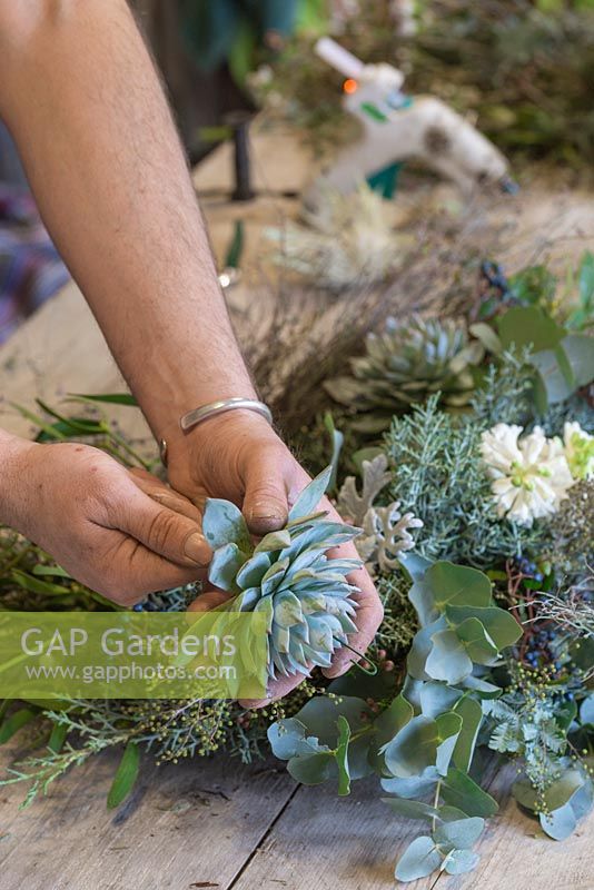 Enfiler le fil de la fleuriste à travers un Echeveria