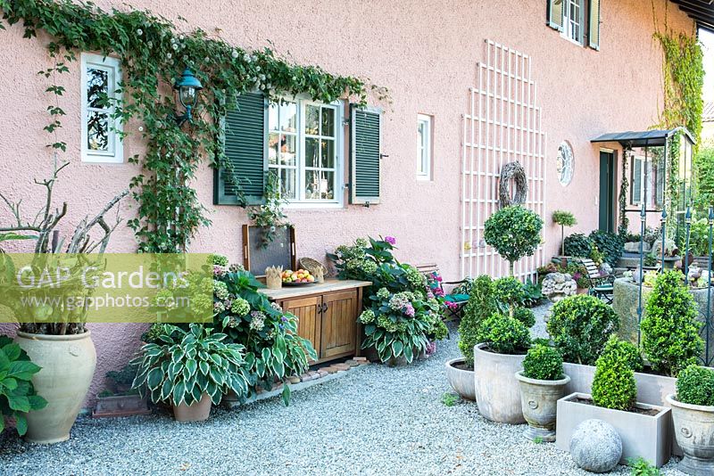 Zone gravillonnée près de maison rose avec des volets verts ornés de plantes en pots, Buxus, Clematis, Hosta, Hortensia