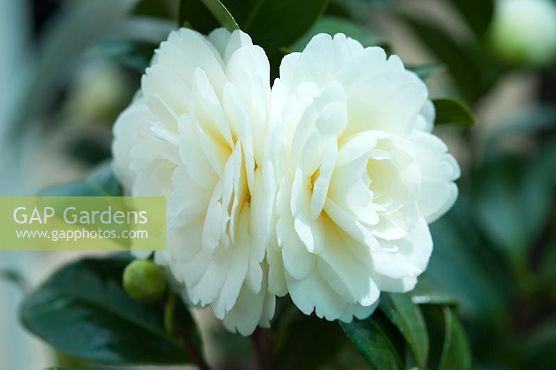Camellia japonica 'Dahlonega' - syn. 'Golden Anniversary ': avril, printemps. Fleurs dos à dos
